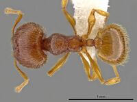 Pheidole perissothrix CASENT0611573 d.jpg