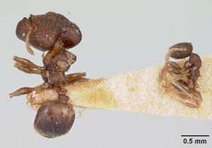 Pheidole recondita casent0173105 dorsal 2.jpg