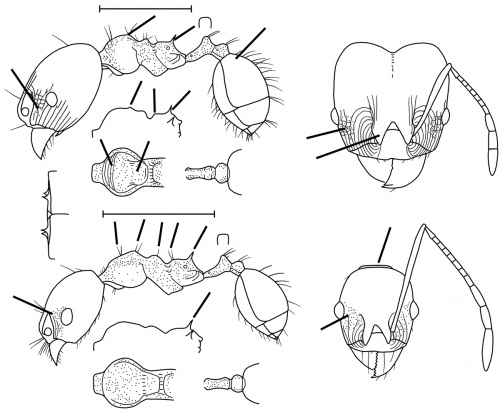 Pheidole zelata Wilson 2003.jpg