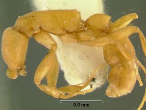 Probolomyrmex dammermaniL8.jpg