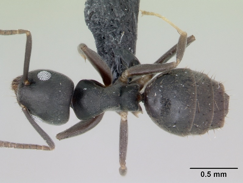 File:Technomyrmex vitiensis casent0173864 dorsal 1.jpg