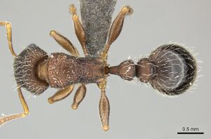 Tetramorium erectum casent0249024 d 1 high.jpg