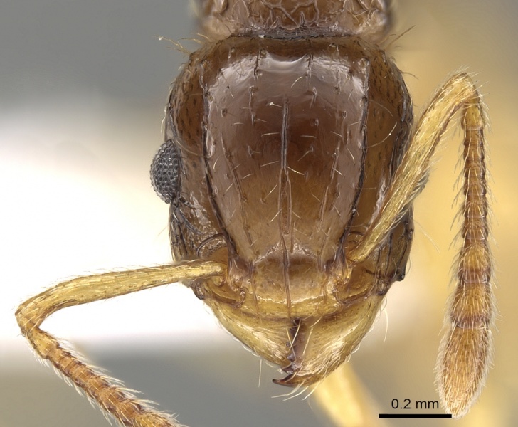 File:Tetramorium tenuicrine casent0280898 h 1 high.jpg