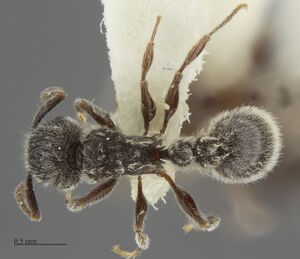 Tetramorium yarthella had.jpg