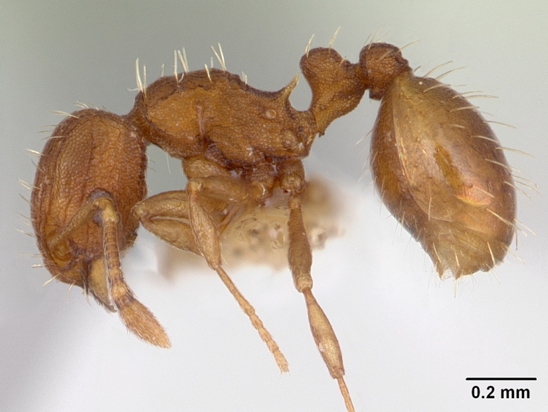 File:Wasmannia sulcaticeps casent0178175 profile 1.jpg