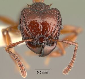 Acanthomyrmex concavus casent0101061 head 2.jpg