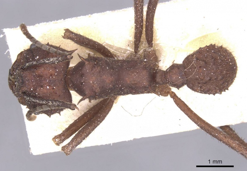 File:Acromyrmex hispidus casent0912454 d 1 high.jpg