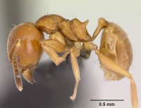 Aneuretus simoni casent0007014 profile 1.jpg