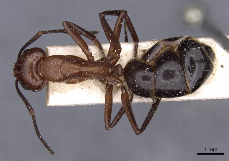 File:Camponotus picipes casent0910013 d 1 high.jpg