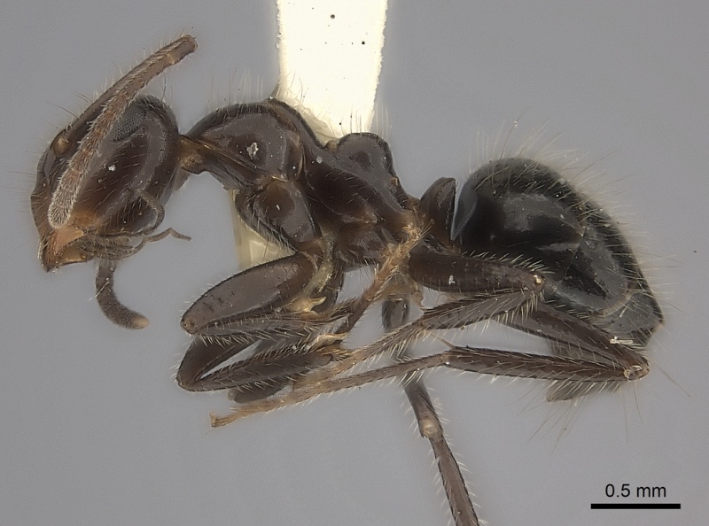 File:Camponotus vitreus casent0217714 p 1 high.jpg