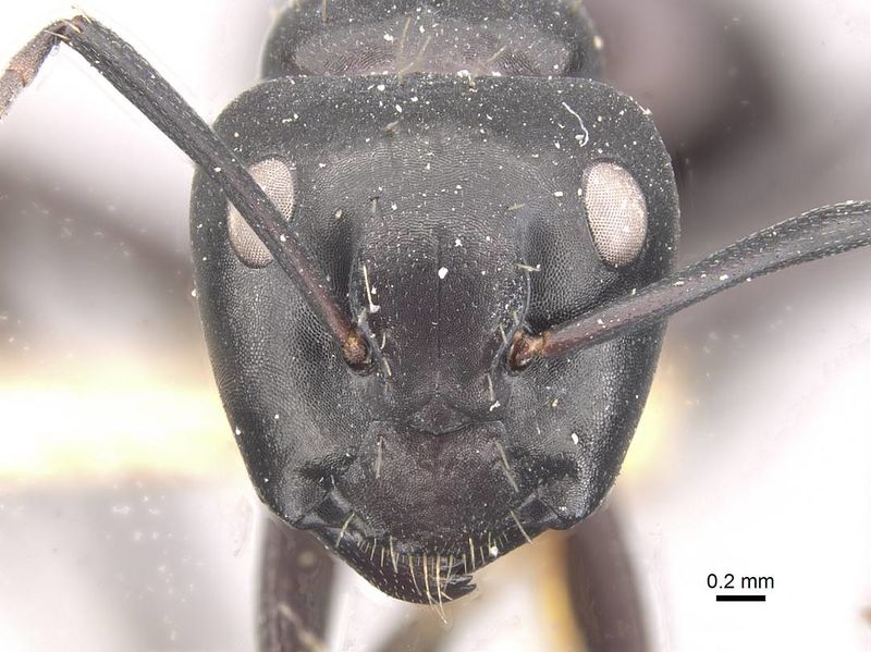 File:Camponotus vividus meinerti casent0910571 h 1 high.jpg