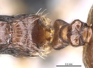 Crematogaster ramamy casent0317764 d 5 high.jpg