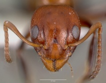 Dolichoderus mariae casent0003312 head 1.jpg