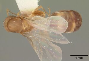 Dorymyrmex bossutus casent0103861 dorsal 1.jpg