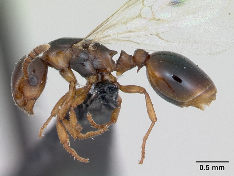 File:Formicoxenus nitidulus casent0173160 profile 1.jpg