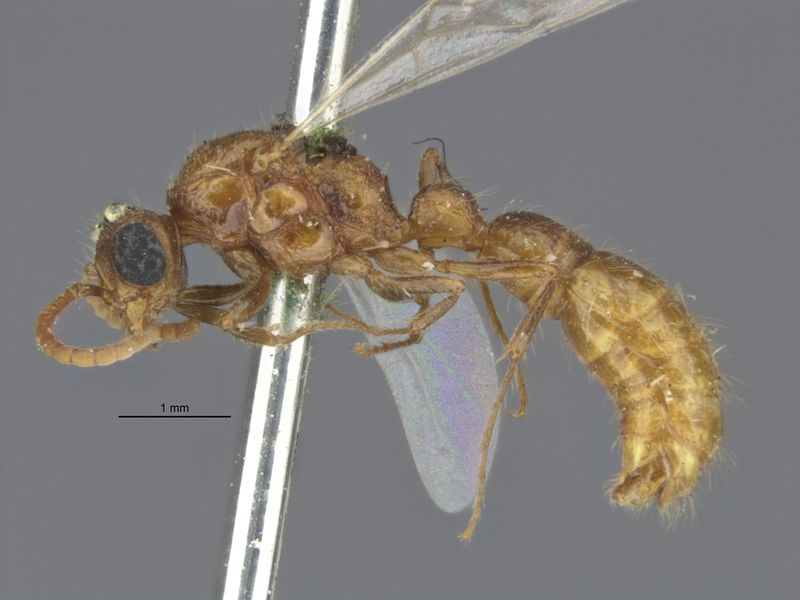 File:MCZ-20328 Cerapachys rugulinodis holotype side.jpg