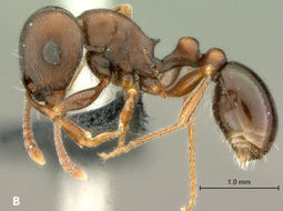 Mbanyana taxonomy 2013-37Fig21B.jpg