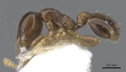 Monomorium tanysum casent0902239 p 1 high.jpg