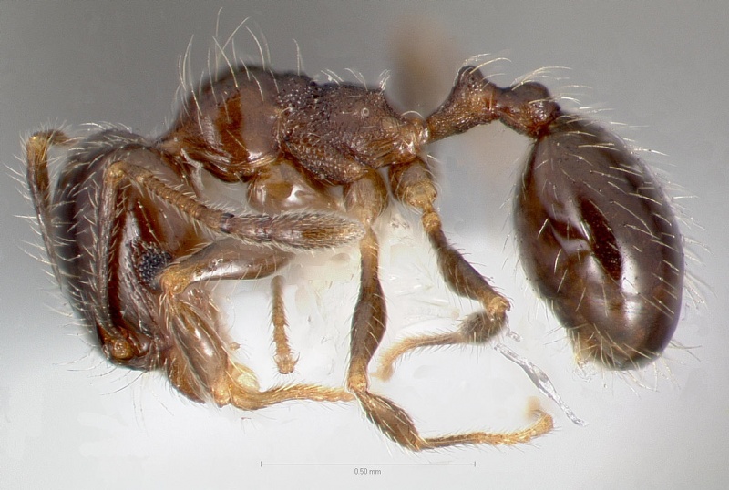 File:Pheidole bicarinata casent0005750 profile 1.jpg