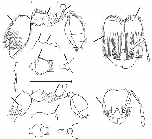 Pheidole calens Wilson 2003.jpg