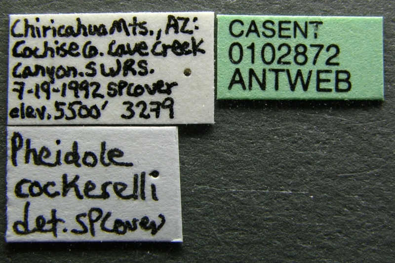 File:Pheidole cockerelli casent0102872 label 1.jpg