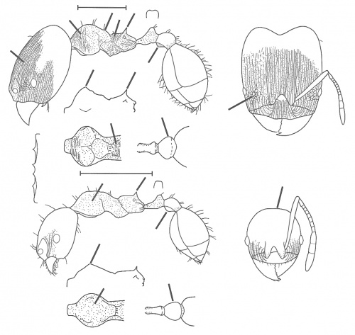 Pheidole excubitor Wilson 2003.jpg