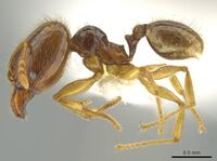 Pheidole imbrilis CASENT0637137 p.jpg