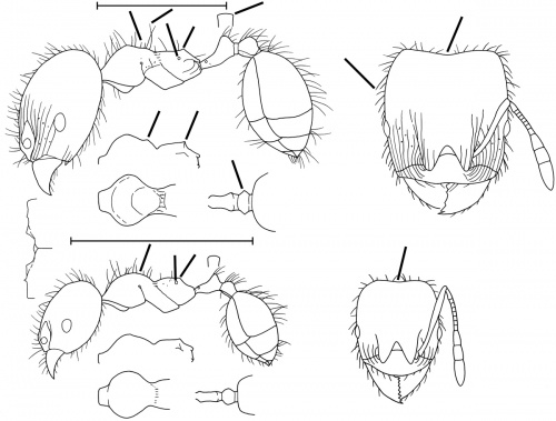 Pheidole melastomae Wilson 2003.jpg