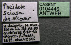 Pheidole sciara casent0104446 label 1.jpg