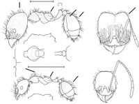 Pheidole simplex Wilson 2003.jpg