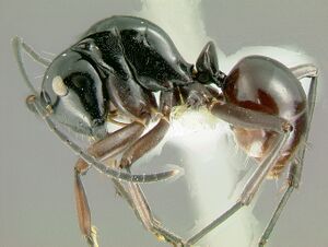 Polyrhachis-chapmaniL2.jpg