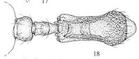 Temnothorax michali 18.jpg