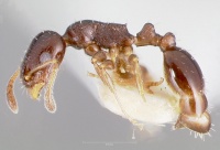 Temnothorax whitfordi casent0005934 profile 1.jpg