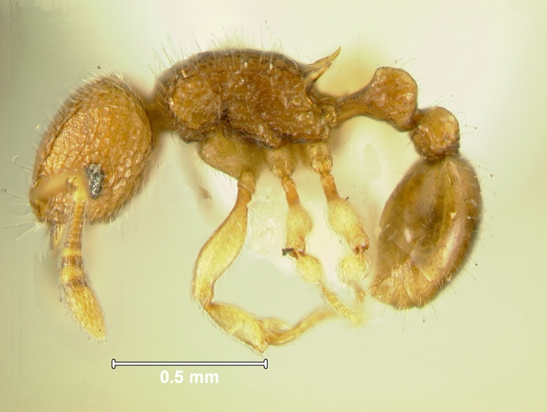 File:Tetramorium-senebL8.jpg