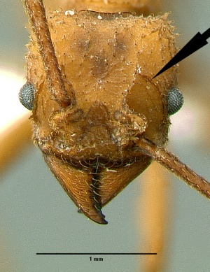 Trachymyrmex nogalensis key 3a1.jpg