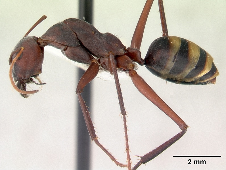 File:Camponotus aurocinctus casent0172175 profile 1.jpg