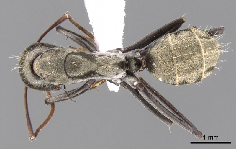 File:Camponotus flavomarginatus casent0906445 d 1 high.jpg