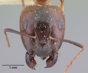 Camponotus hova boivini casent0101348 head 1.jpg