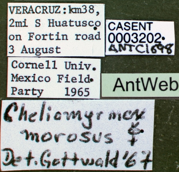 File:Cheliomyrmex morosus casent0003202 label 1.jpg