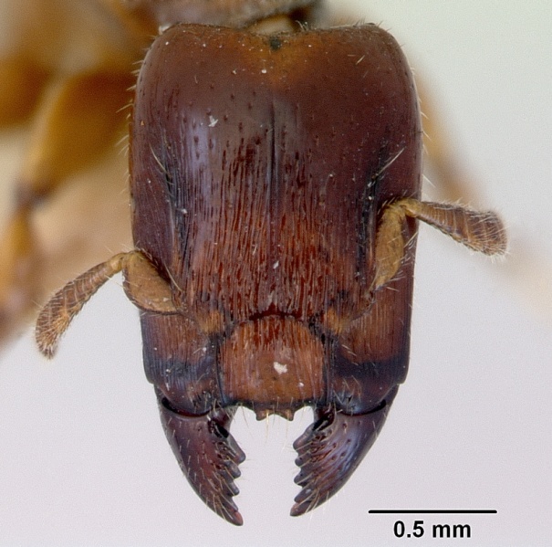 File:Metapone madagascarica casent0172256 head 1.jpg