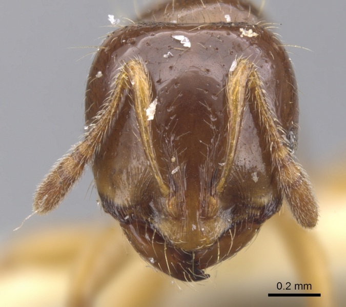 File:Monomorium euryodon casent0902310 h 1 high.jpg