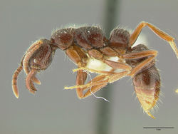 Myopias cribriceps hal.jpg