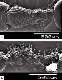 Myrmecina gymnocephala F21ab.jpg