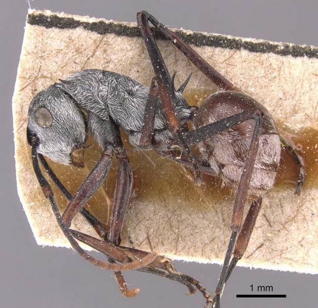 File:Polyrhachis nigripes casent0905635 p 1 high.jpg