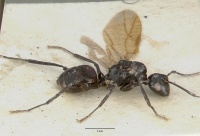 Polyrhachis rossi castype06945-01 profile 1.jpg