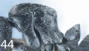 Polyrhachis umboi P.png