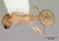 Temnothorax coleenae casent0172988 dorsal 1.jpg