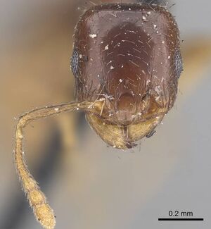 Tetramorium inerme casent0919636 h 2 high.jpg