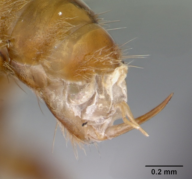 File:Acanthoponera minor casent0039772 profile 2.jpg