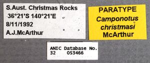 Camponotus christmasensis paratype ANIC32-053466 labels.jpg